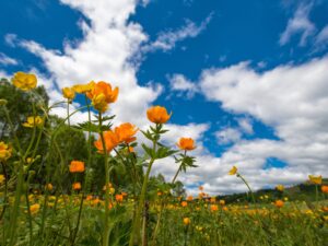 primavera